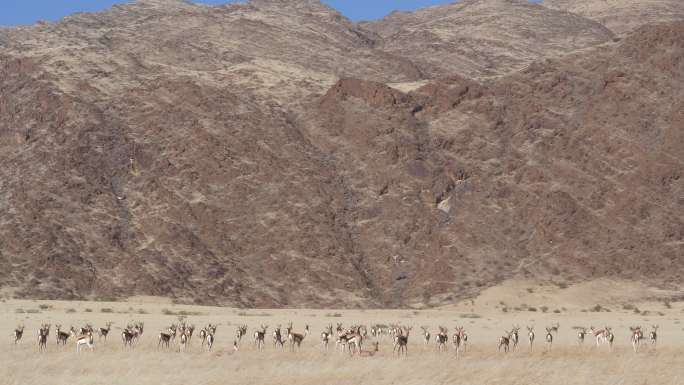 一大群跳羚行走生态环境族群种群栖息悬崖峭
