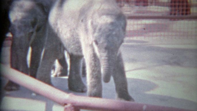 1963年：小动物园里的小象