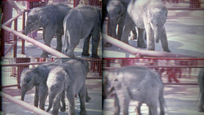 1963年：小动物园里的小象