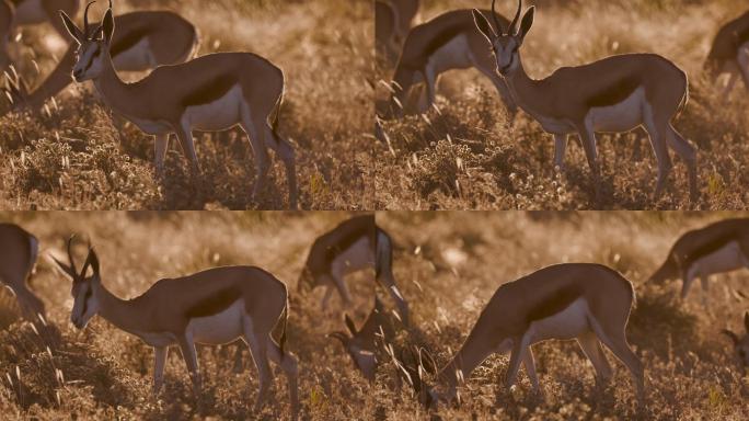 日落时分跳羚旅行食草动物自然之美