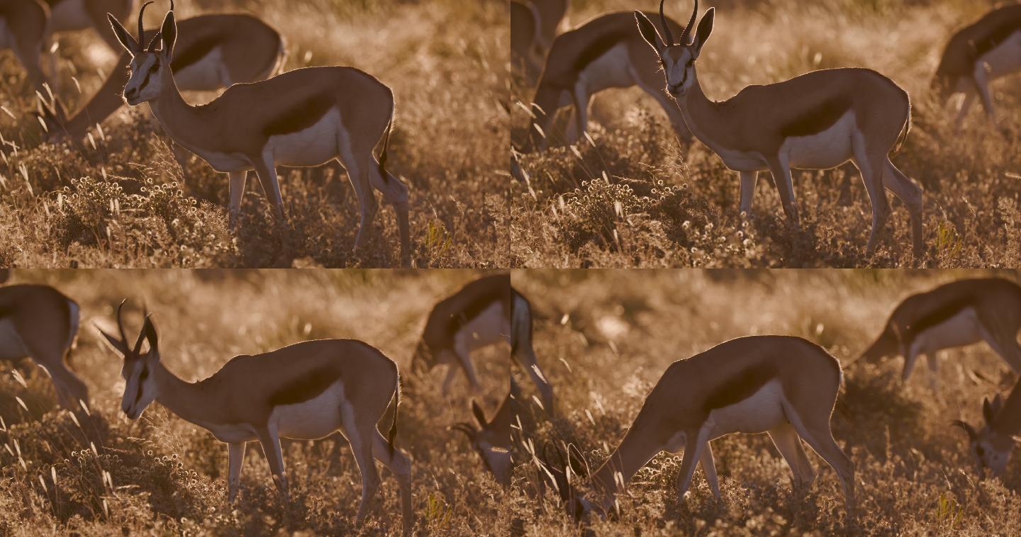 日落时分跳羚旅行食草动物自然之美