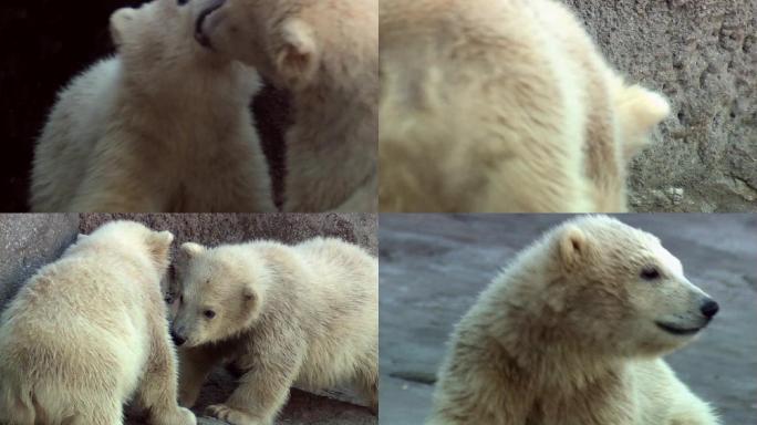 北极熊可爱小熊动物园熊宝宝