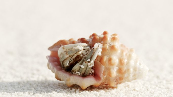 马尔代夫沙滩上的一只寄居蟹