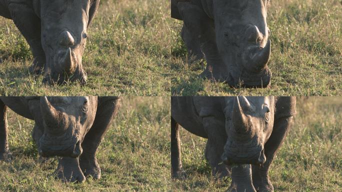 白犀牛吃草并抬起头的特写镜头。