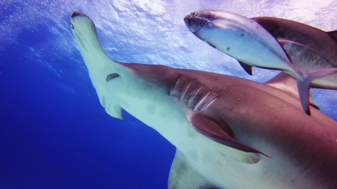 水下拍摄成群游动的鲨鱼。