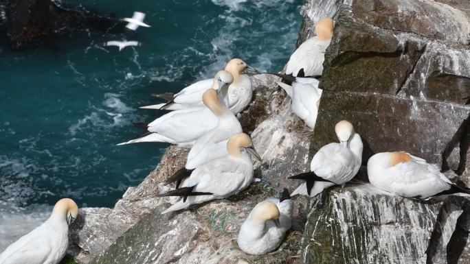 海鸟在栖息地的海崖上筑巢