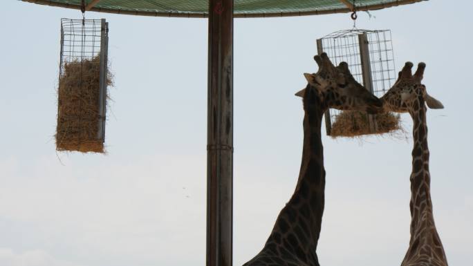 两只长颈鹿在遮阳伞下吃东西
