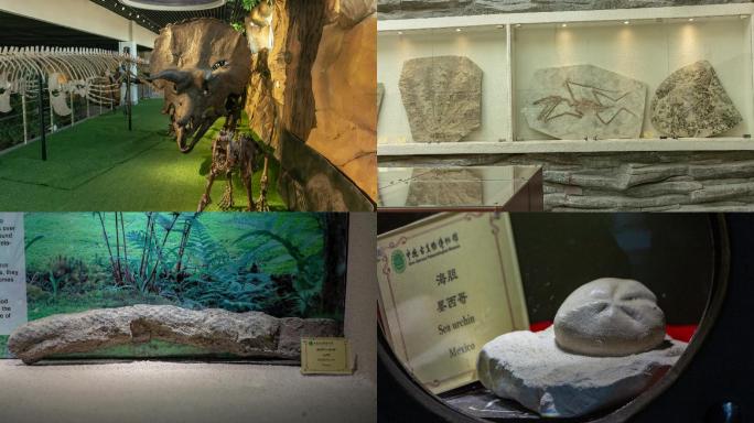 中德古生物博物馆古生物和恐龙化石展品