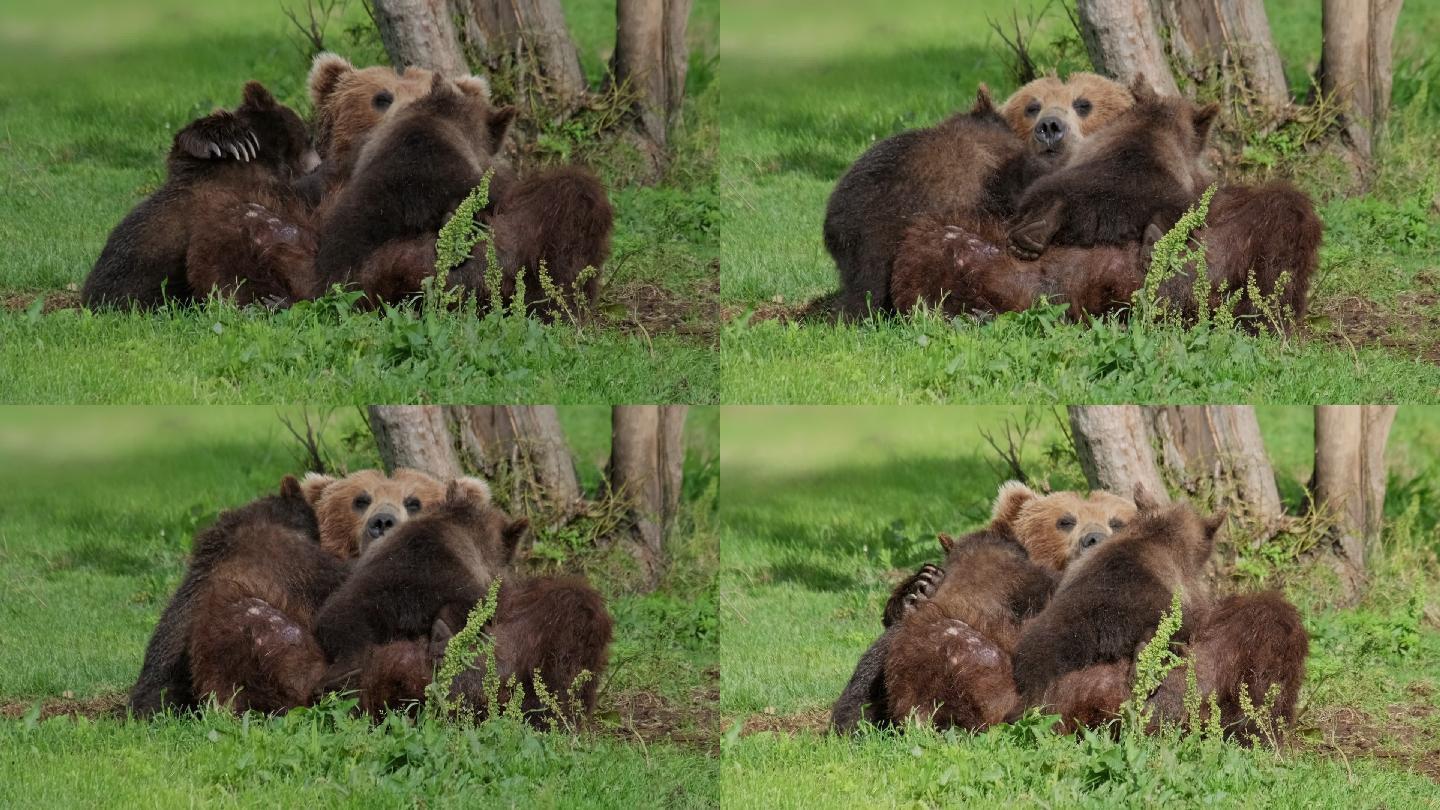 熊妈妈喂养母乳幼崽