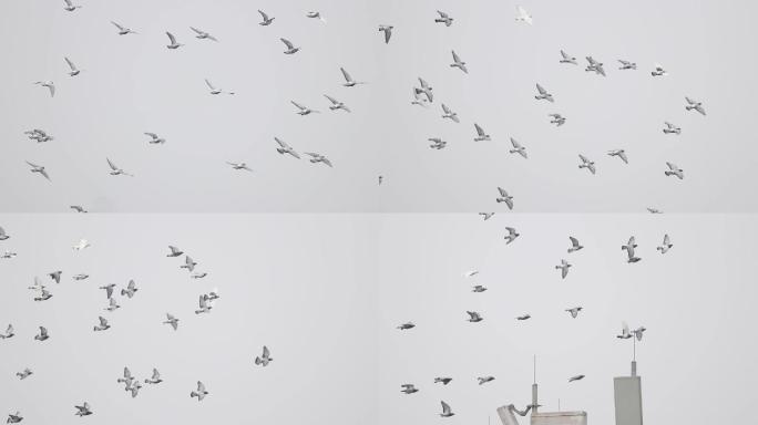 飞行的鸽群鸽子1080p升格