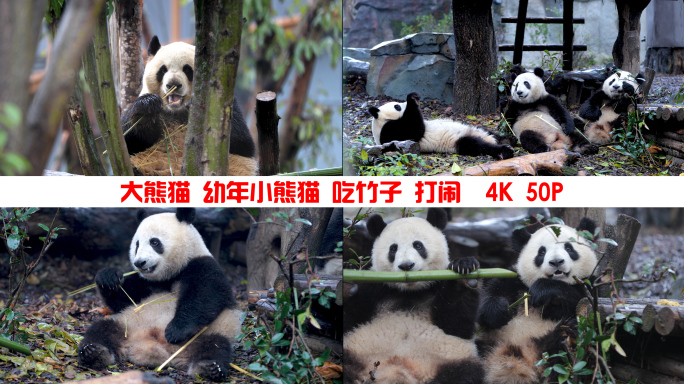 大熊猫一组 4K 50P