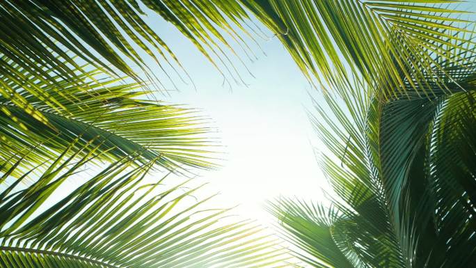 椰棕榈叶叶子棕榈叶海岛风光
