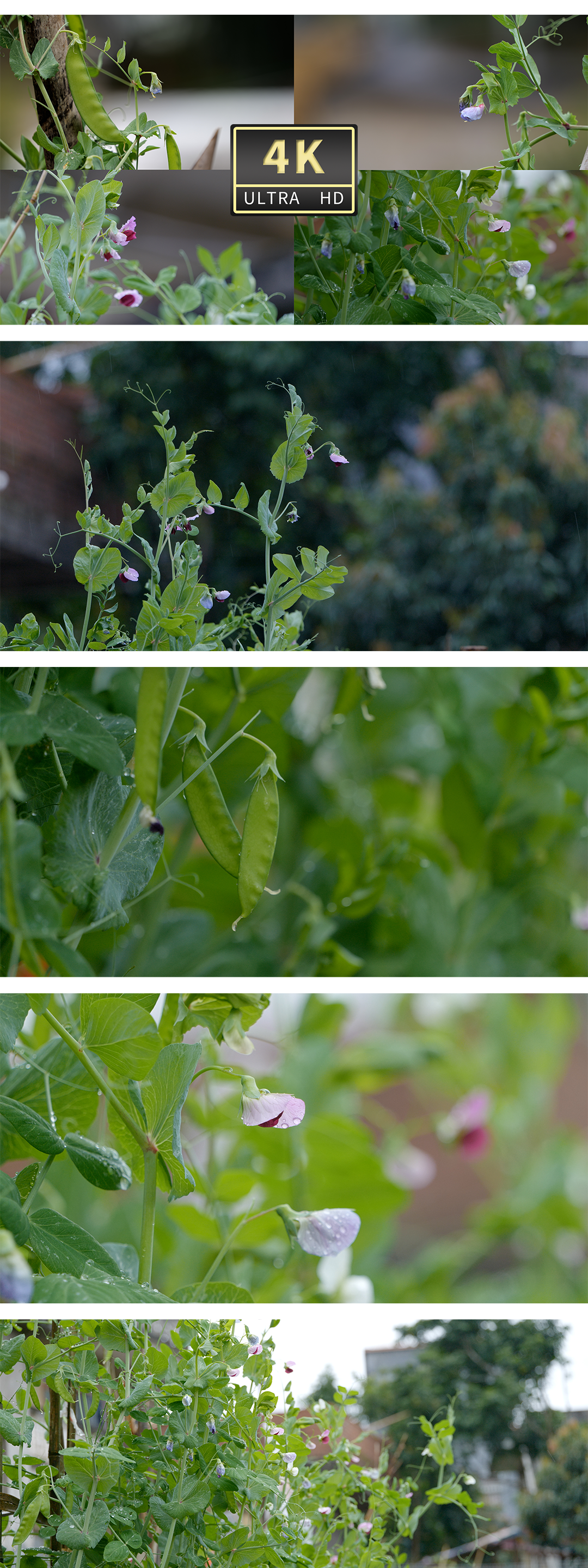农作物豌豆，豌豆花，生机