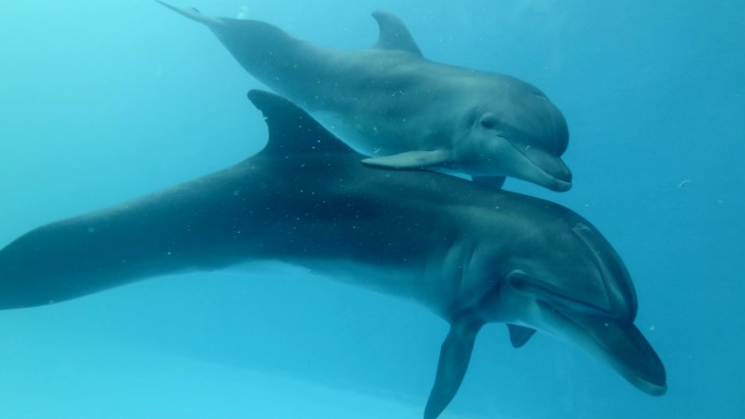 妈妈带着海豚宝宝漂向摄像机