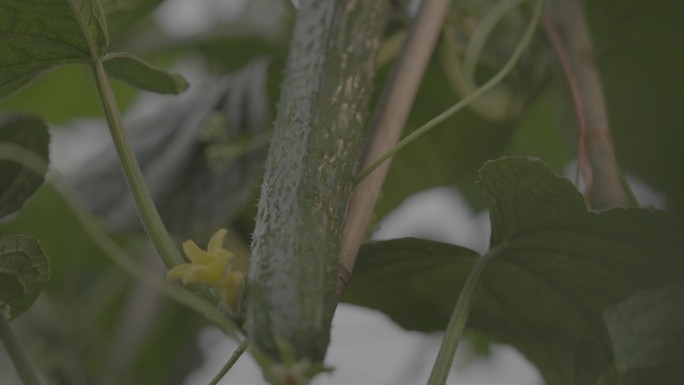 黄瓜 蔬菜 基地 4k 慢镜头 青菜