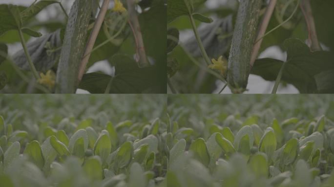 黄瓜 蔬菜 基地 4k 慢镜头 青菜