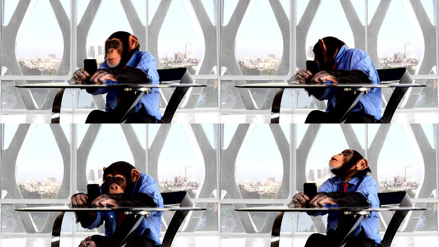 使用手机的黑猩猩搞笑人性化聪明