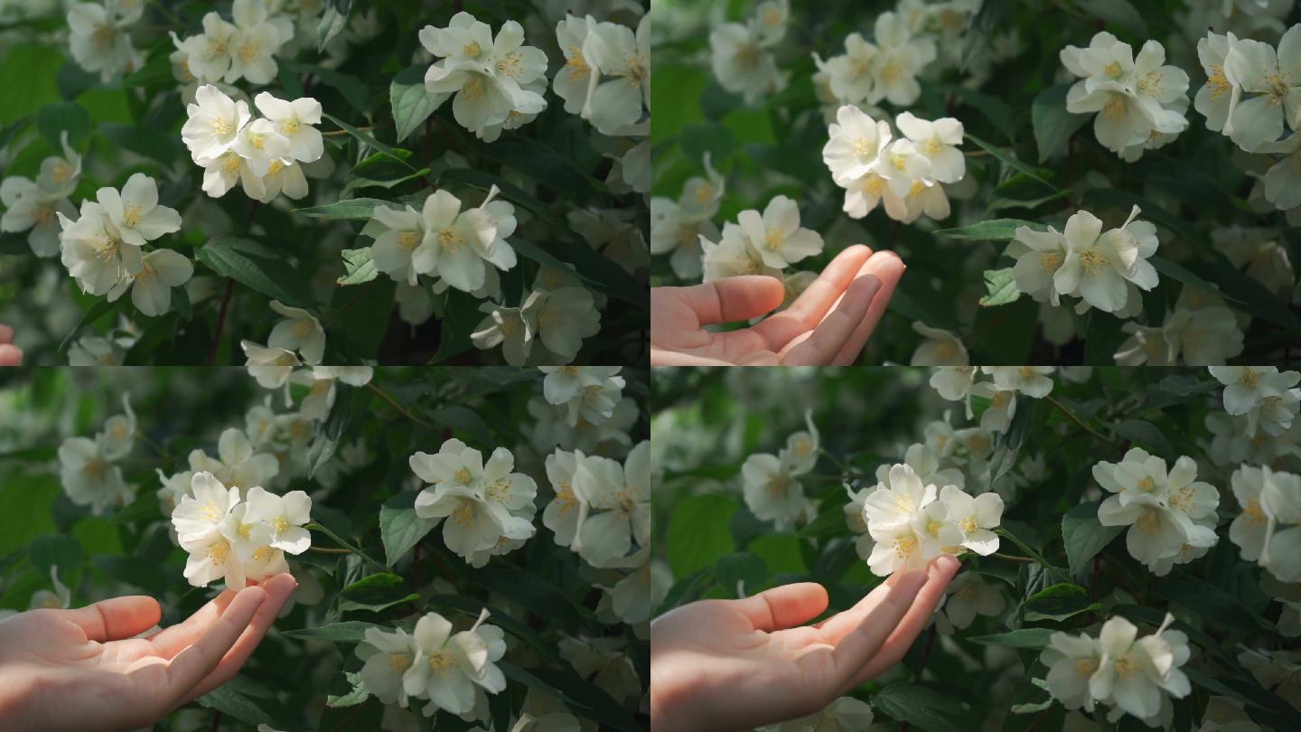 手里拿着精致茉莉花的女孩