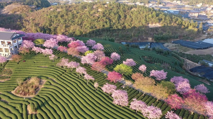 福建龙岩永福樱花园春光明媚樱花绚烂盛放8