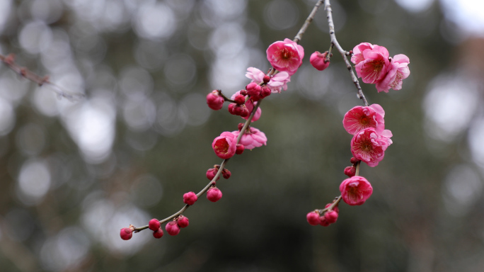 梅花 花朵 花苞