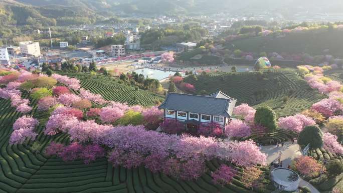 福建龙岩永福樱花园春光明媚樱花绚烂盛放5