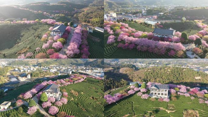 福建龙岩永福樱花园春光明媚樱花绚烂盛放5