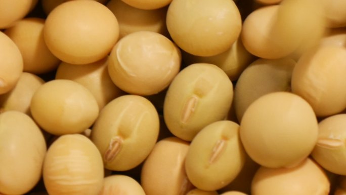 大质量的大豆食物食材美食黄豆