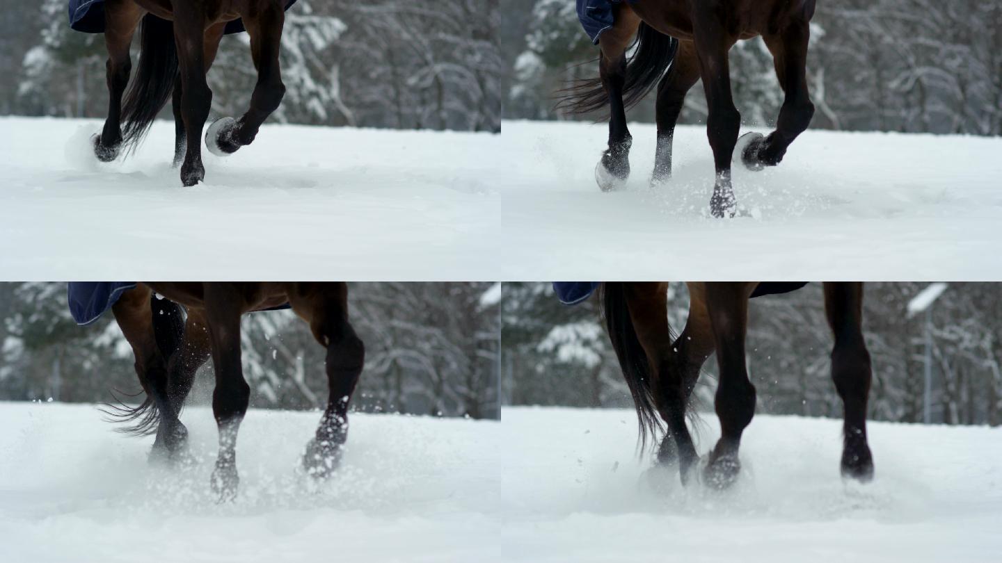 雪地上的马匹马蹄奔跑冬天雪花冰川