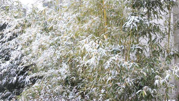 冬天的雪景