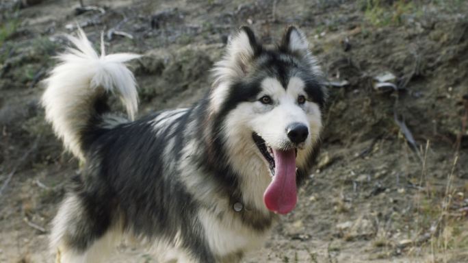 阿拉斯加犬狗子傻