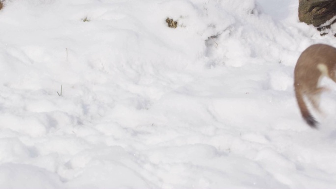 冬季白鼬冬天雪景寒冷大自然