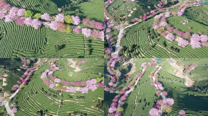 福建龙岩永福樱花园春光明媚樱花绚烂盛放2