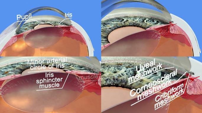 人眼的解剖学眼部结构模型动画解剖