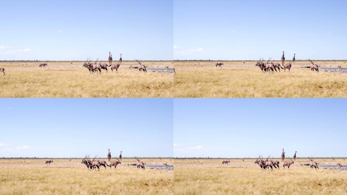 水边的野生动物南部长颈鹿动物群放牧