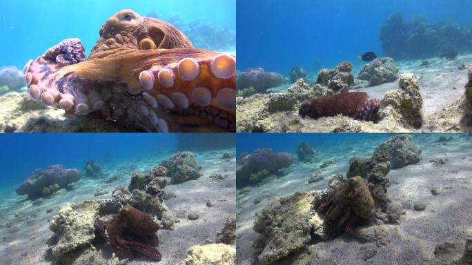 章鱼狩猎海底世界海底动物世界深水潜泳
