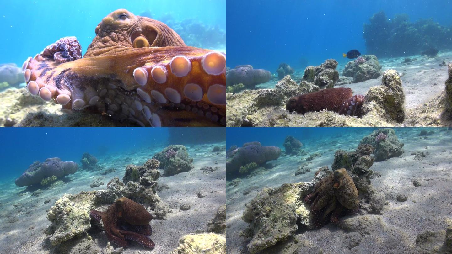 章鱼狩猎海底世界海底动物世界深水潜泳
