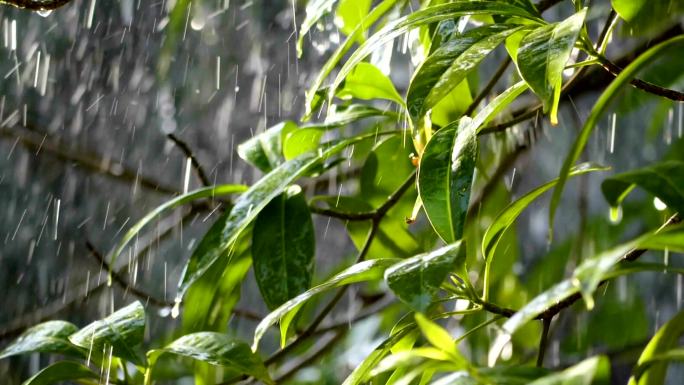 淋雨的树雨天大雨风吹雨打江南水乡