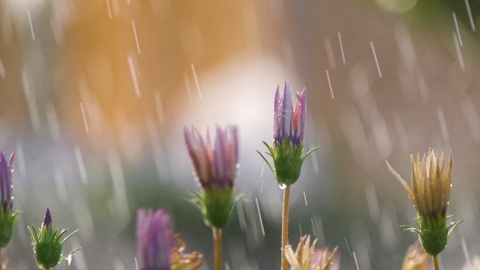 夏季花园里雨滴落在花朵上的特写镜头