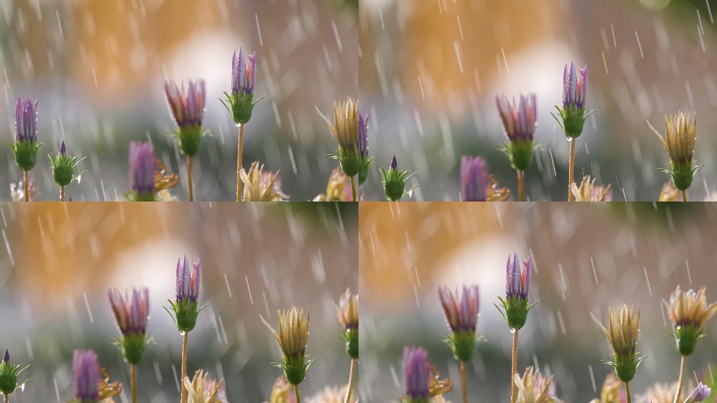 夏季花园里雨滴落在花朵上的特写镜头