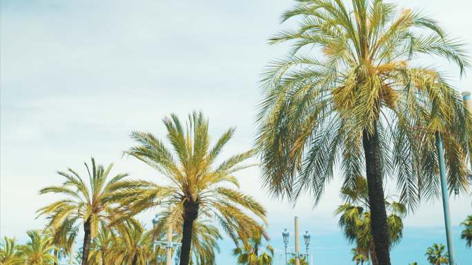 街道上的棕榈树。三亚厦门青岛风景海南海岛