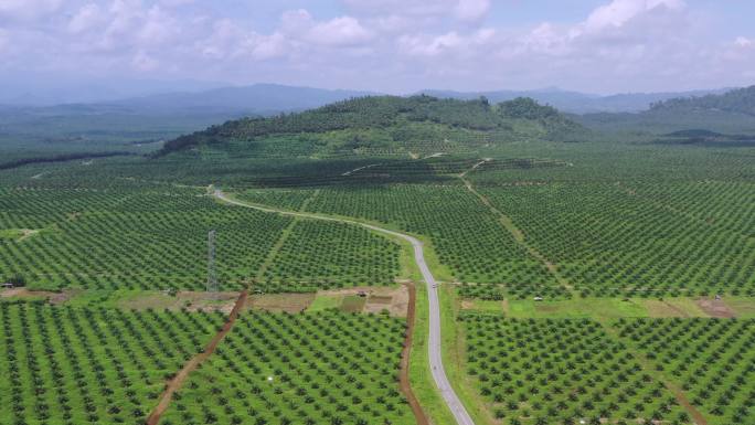 棕榈油种植马来西亚印度尼西亚种植业