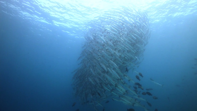 海洋里的鱼群海鱼生态水产养殖