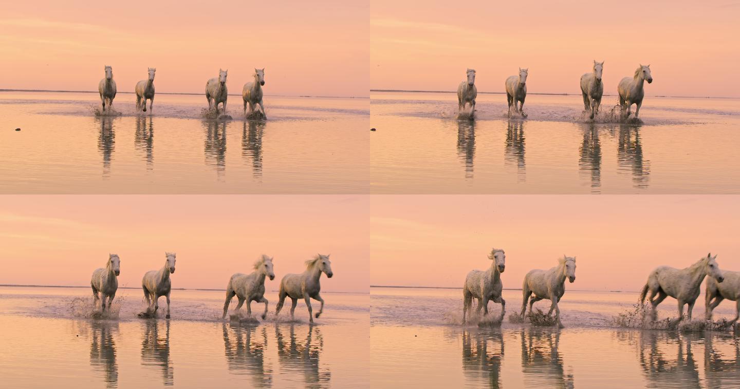 远景：在海滩上奔驰的马