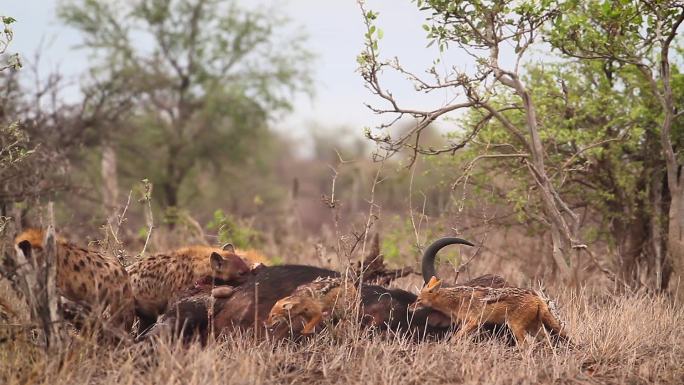 在南非克鲁格国家公园发现了鬣狗和黑背豺