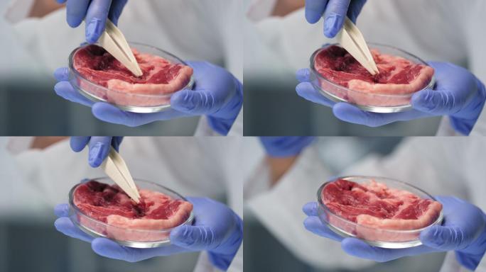 用镊子检查实验室培养的人工养殖肉