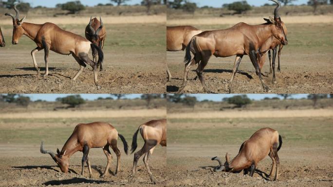 羚羊在玩耍国家保护动物野生羚羊生物科普