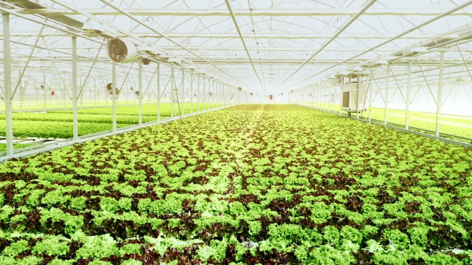 种植生菜的大型温室
