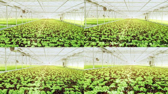 种植生菜的大型温室