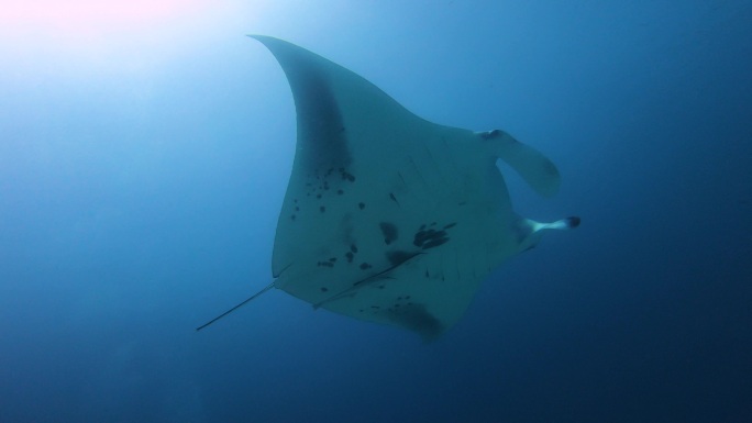 蝠鲼深海鱼海洋生命起源深海探索海洋文明