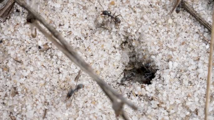 沙地黑蚂蚁